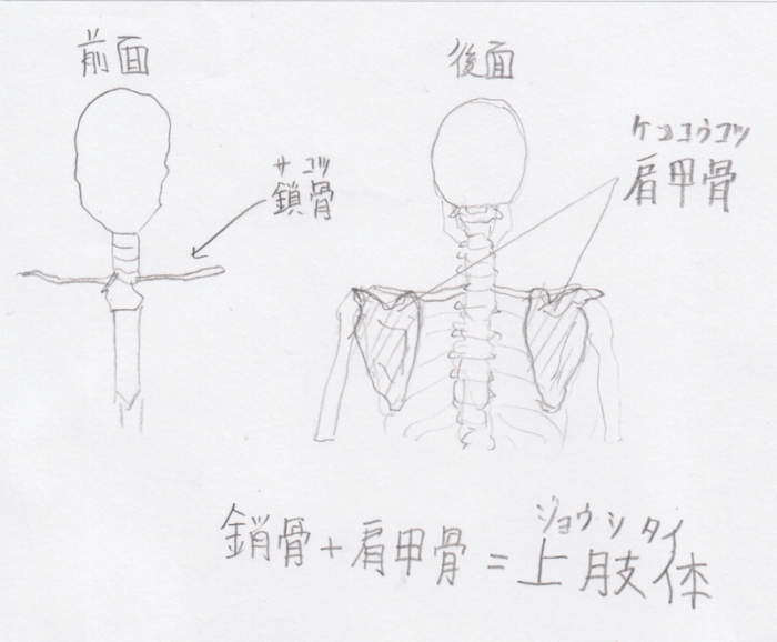 クロッキー 上肢の分析による腕の上げ方についての理解 骨格編