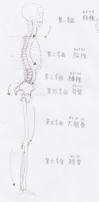 全体図：骨格