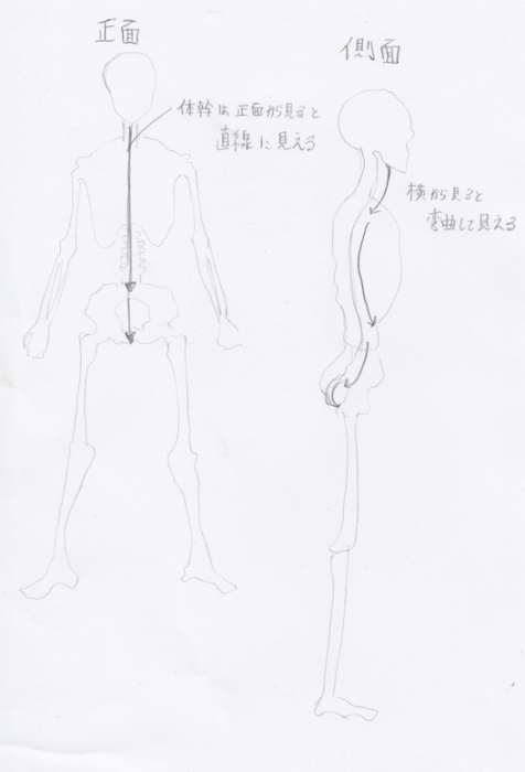 正面と側面の体軸の見え方の違いについて