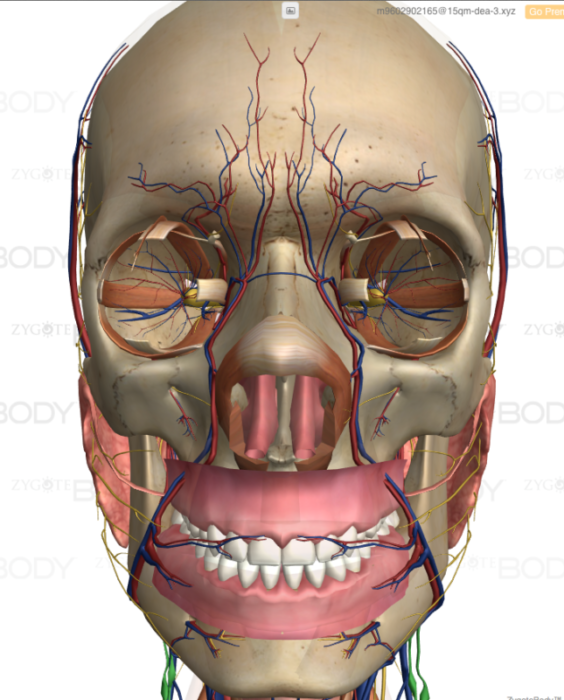 顎と解剖学２
