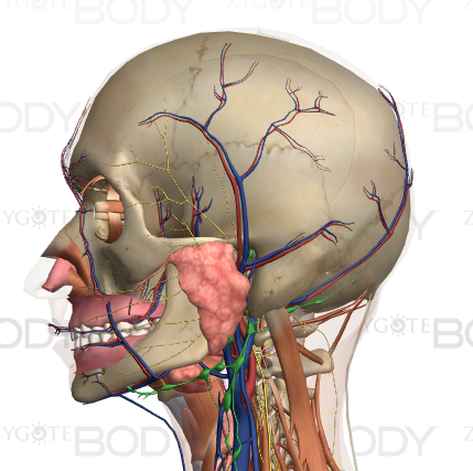 顎と解剖学６
