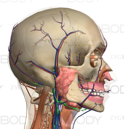 顎と解剖学４