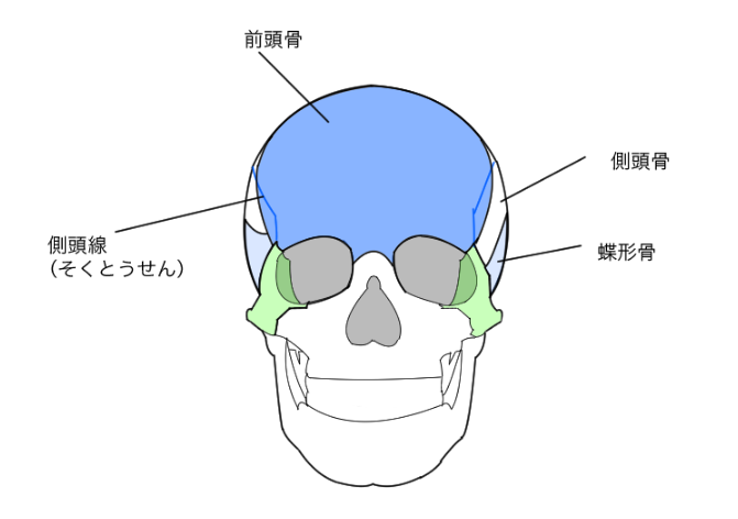 線画 正三角形の原則を使って顔を描く方法 比率 パース