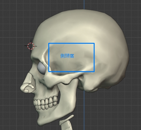 第４回 グリッドで人間の横顔を描く方法について考える 前頭骨 頭頂骨 後頭骨周辺
