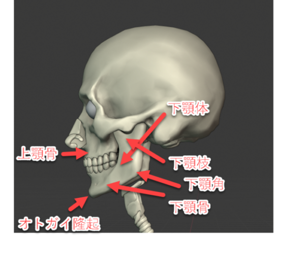 比率 プロポーション 正面の口の描き方を研究する