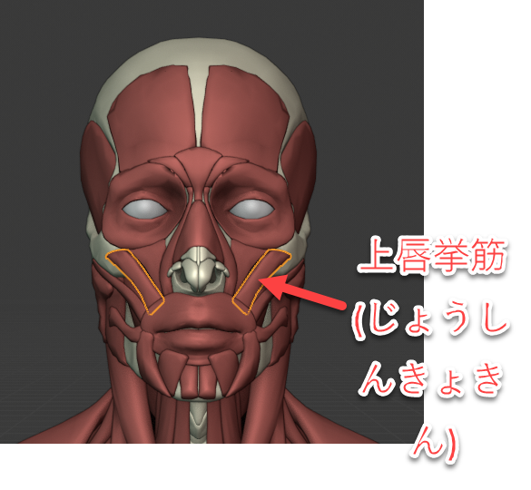 正面の口の描き方を研究する