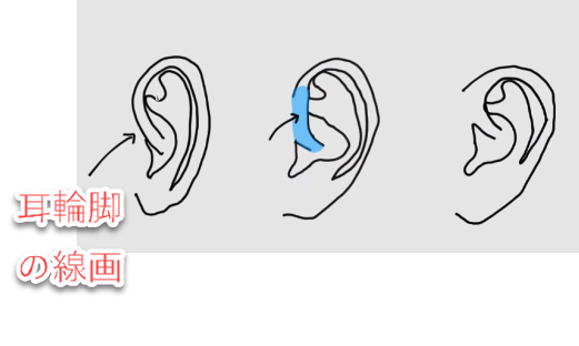 グリッドで考える横顔の耳の描き方とは プロポーションと比率