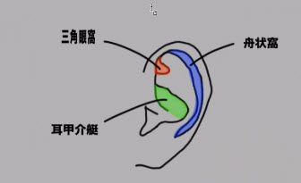 耳の窩 舟状窩、三角窩、耳甲介艇