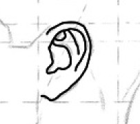 耳の描き方