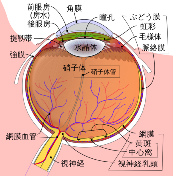 第２回 グリッドで人間の正面の目を描く方法 目のプロポーション 比率 について考える