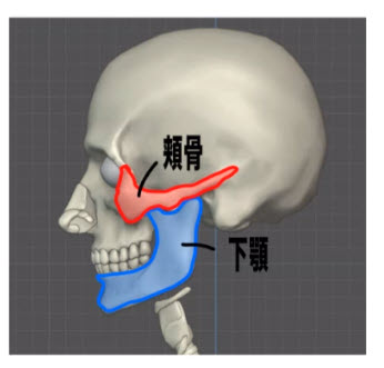 頬骨と下顎の関係
